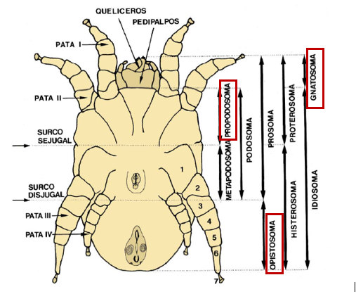 Esquema Ácaros